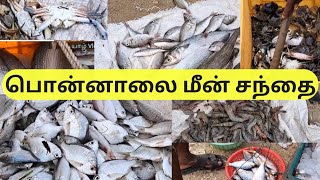 பொன்னாலை மீன் சந்தை |Ponnalai fish market | @Yaalvlog