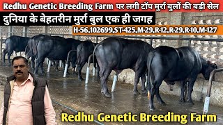 दुनिया के बेहतरीन मुर्रा बुल खरीदो जायज भाव में!लगी बड़ी सेल!Redhu Genetic Breeding Farm.📞9996549802