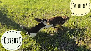 Cloudberry the cat and Boniface the cat make a cotent, while the owl Yoll protects the egg