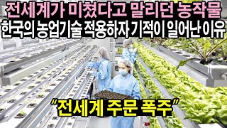 전세계가 미쳤다고 말리던 농작물 한국 농업기술 적용하자 일어난 기적