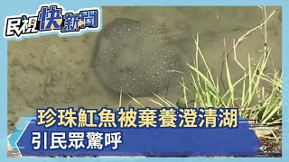 珍珠魟魚被棄養澄清湖 引民眾驚呼－民視新聞