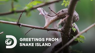 Greetings from Snake Island | IP PLAN 2024 | Discovery Channel Southeast Asia