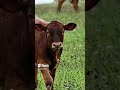 funny cow sounds keşfet inek sesi möö mö möl