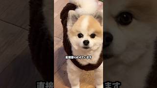 愛犬から伝えたい事#shorts #ポメラニアン#dog#かわいい#おもしろ#多頭飼い#cutedog#犬#pomeranian#怒る犬#포메라니안