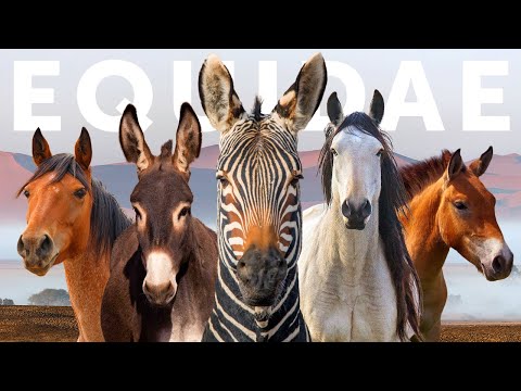 What animals are considered equines?
