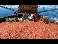 Amazing Commercial Shrimp Fishing By Net Trawl - Catch Hundreds Tons Shrimp With Modern Big Boat