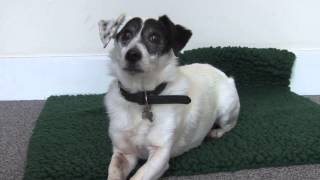 Arthritis - Osteoarthritis in dogs
