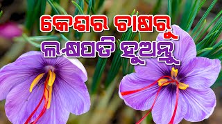 କେଶର ଚାଷ ପଦ୍ଧତି ସମ୍ପର୍କରେ କିଛି ଜାଣିବା କଥା | Tips on Saffron cultivation in Odisha