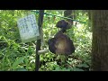 『荒立神社』に行ってきました　宮崎県高千穂町　自然を歩く 癒しの映像 日本の絶景 癒し風景 japan fresh green nature relaxation