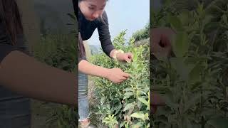 这就是山沟沟里的农村姑娘勤快又能干。。。如果你刷到了我，就花点时间看看我作品吧。。谢谢。 #农村生活   #我的乡村生活  #快手三农耕耘计划   #countrygirl