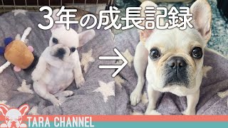 0歳のフレブル子犬が立派な『甘えん坊』になりました♡ 3歳になった今と比較してみた【フレンチブルドッグ】