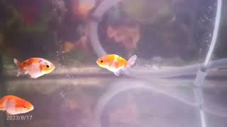 兰寿金鱼 /蘭壽金魚 /ranchugoldfish /ランチュウ（17-08-2023）