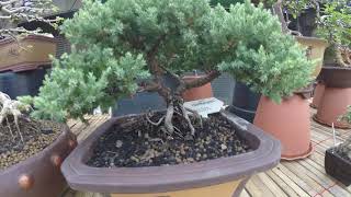 Bonsai Market - Bangkok