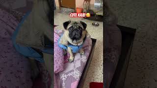 Adorable Kaju 🥰 #trending #love #doglover #pug#subscribe #like #cute #youtubeshorts #viralvideo