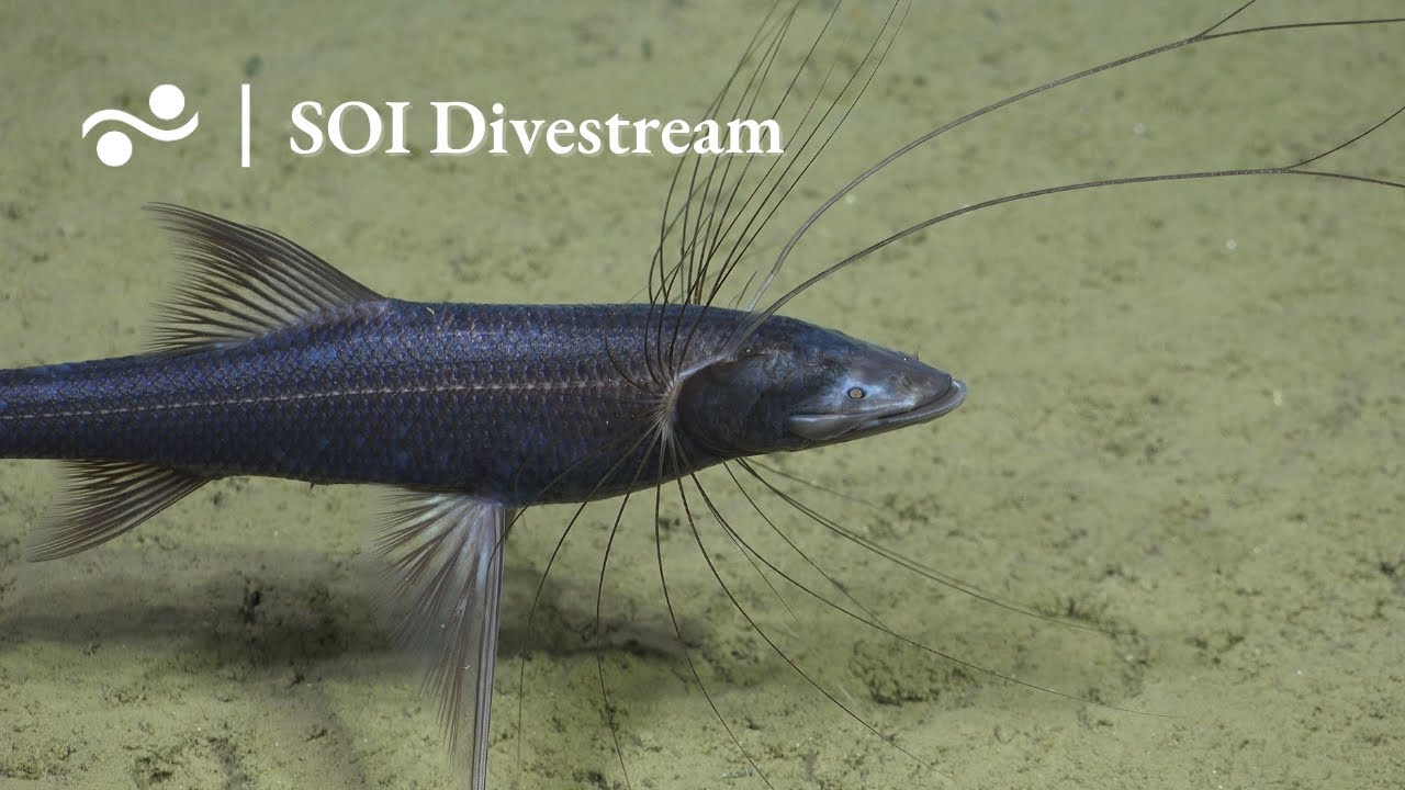San Antonio Canyon Soi Divestream 734 Part 2 Youtube