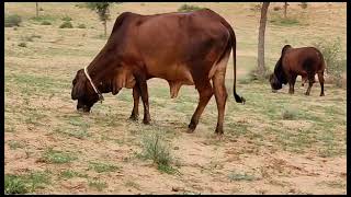 sahiwal and rathi cows grazing in open land's ❤️ #cow #cow #dairy #krishna