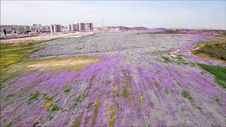 Весна в Израиле . האביב בישראל. Spring in Israel.