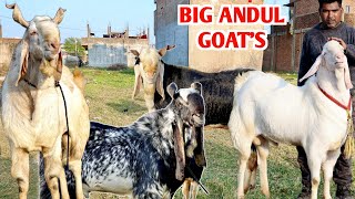 Big Andul Goat Kota Malwa At AJ Goat Farm