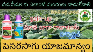 పెసర సాగు యాజమాన్యం|| pesara saagu.