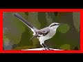 Chalk-browed Mockingbird Bird Song, Sound, Call, Chirp, Vocalization, Melody - Mimus Saturninus