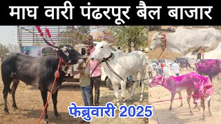 माघ वारी पंढरपूर येथील बैल बाजार, फेब्रुवारी 2025 बघा खिल्लार बैल, खोंडाच्या किंमती Bail bazar