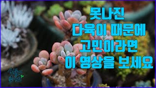 해가 부족해서 웃자란 다육이들 때문에 고민은 그만(succulent, succulent plant)