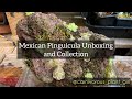 Pinguicula Unboxing and Collection Tour | New and Unusual Butterworts