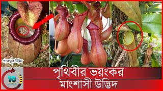 রহস্যে উদ্ভিদ জগত সাজিয়ে রেখেছে আমাদের প্রিয় গ্রহটিকে | পতঙ্গভুক উদ্ভিদ | mayajal | taza news