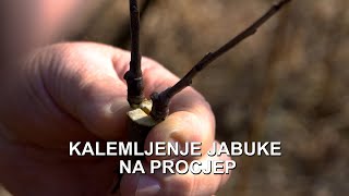 Kalemljenje jabuke na procjep - (4K)