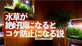 【コケ対策】水草を絶好調にすると苔が生えにくくなる 【コケ防止】【水草水槽】【アクアリウム】