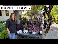 Beautiful Purple Plant Options for Your Garden! 💜💜💜 // Garden Answer