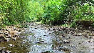 Relaxing River Sounds - Beautiful Water Stream Views For Instant Stress Relief And Sleep