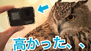 フクロウ撮影の為！今話題の、、