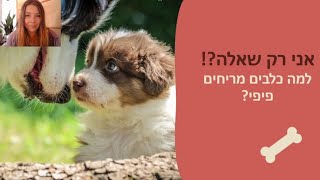 אני רק שאלה- למה כלבים מריחים פיפי | שאל מאלף