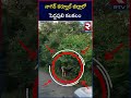 నాగర్ కర్నూల్ జిల్లాలో పెద్దపులి కలకలం tiger spotted at nagar kurnool district rtv