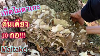 ดงเห็ดไมตาเกะ‼️รอบต้น 10 กอ เก็บจนขนไม่ไหวอีกแล้ว💥Foraging Maitake Mushroom