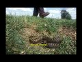 snake island brazil deadliest snake island documentary