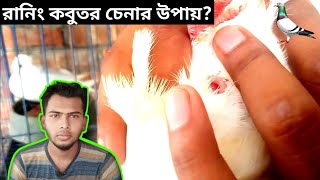 রানিং কবুতর চেনার সহজ উপায়?