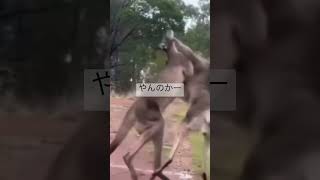 カンガルーのバトル　(やりすぎ)