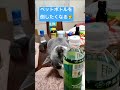 もちゃの日記「ペットボトルを倒す猫🐯」 cutecat こねこ ブリティッシュショートヘア