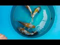 a koi selecting masterclass ***world renowned breeder***