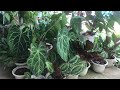 IMPRESSIVE GARDEN NEAR THE BEACH vlog #180 amay plants and more