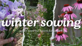 Winter Sowing: Top 10 Underrated Cut Flowers for January // Winter Sowing  Flowers in January