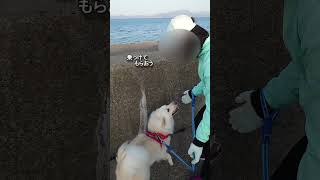 たのむ～　のせて～。ちゃろ（愛犬）#shorts  #dog  #いやしわんこ#犬のいる暮らし #可愛いわんこ