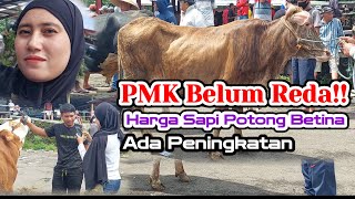 PMK Belum Mereda‼️Harga Terkini Sapi Potong Betina Pasar Sapi Jelok Boyolali