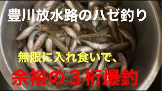 豊川放水路のハゼ釣り。ウキ釣りで入れ食い。シモリウキが効率いいよ。