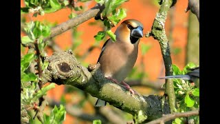 1426. Dlask tlustozobý, Hawfinch, Kernbeißer, Appelvink, Обыкновенный дубонос, Grubodziób zwyczajny