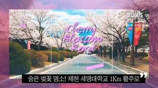 🚘[4K] 제천 세명대 숨은 벚꽃 명소 캠퍼스 투어🚘