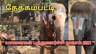 யானைகள் புத்துணர்ச்சி முகாம் 2021 - தேக்கம்பட்டி(Coimbatore Elephant camp 2021