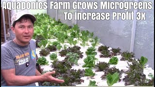 Aquaponics Farm Grows Microgreens to Increase Profit 3x